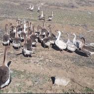 تعداد96عدد غاز