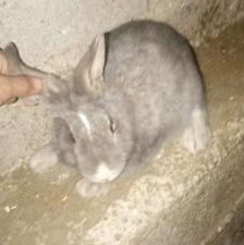 خرگوش دست آموز جرسی