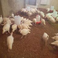 بوقلمون بیوتی 6