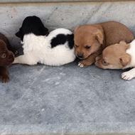 واگذاری توله سگ پاکوتا