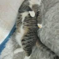 دوتا گربه نروماده دست آموز