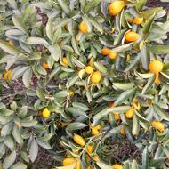 کاموات میوه جادویی از شرق آسیا