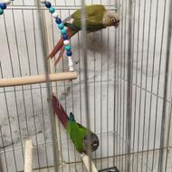 یه جفت گیرینچیک نرو ماده