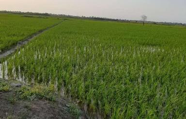 فروش زمین کشاورزی 3000 واقع درللهمرز