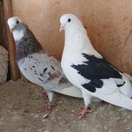 کبوتر پرشی تضمینی