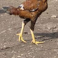 خروس لاری و مرغ لاری