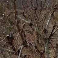 هرس کاری و کودی سم پاشی