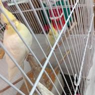 عروس هلندی جفت