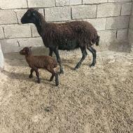 گوسفند بره دار
