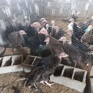 فروش بوقلمون 2ماه و نیم