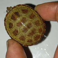 لاکپشت های مینیاتوری ارسال دارم