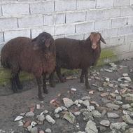 گوسفند افشار