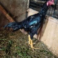 دوعدد خروس لاری