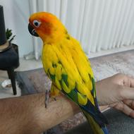 طوطی خورشیدی چلوندنی