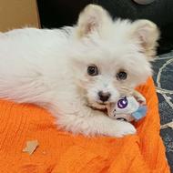 واگزاری سگ پامرین سه ماهه