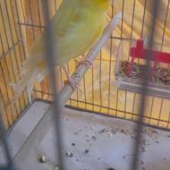 قناری نروماده