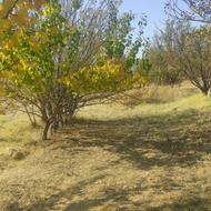 فروش باغ میوه