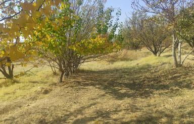 فروش باغ میوه