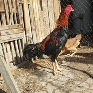 جوجه لاری بهترین نسل