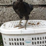 جوجه لاری بهترین نسل