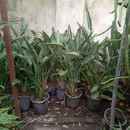 27گلدان پرنده بهشتی یکجا