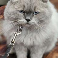 دو عدد گربه نر هیمالین