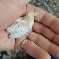 بلدرچین مینیاتوری سفیدپاک