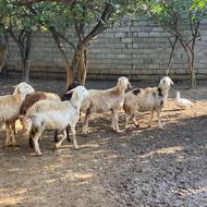 گوسفند بره ماده بروجردی سفید پلنگی