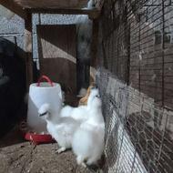 خروس ابریشمی اصل گوشواره آبی