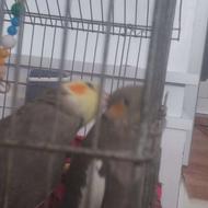 عروس هلندی مولد