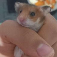 شش عدد همستر