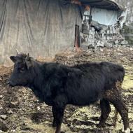 گوساله ماد محلی