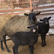 گوسفند میش با بره رومانوف