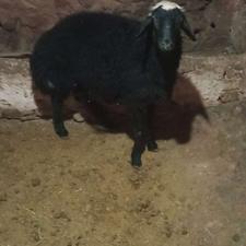 گوسفند نر خوب