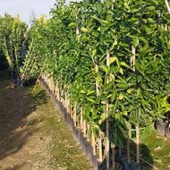 نهال مرکبات