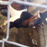 فروش نری ....