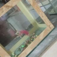 آکواریم سالم