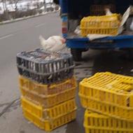 مرغ تخم گذار