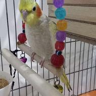 یک جفت عروس هلندی