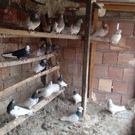 کبوتر فروشی جفتی 500 تومان