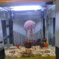 آکواریوم با تجهیزات