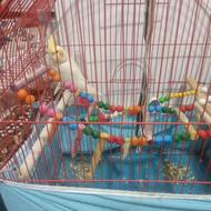 فروش یه عدد عروس هلندی