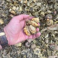 ذرت علوفه درجه1 پردان زیر قیمت تمام ایران