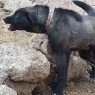 واگذاری .سگ