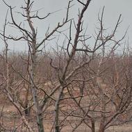 هرسکاری انواع درخت سیب هلو