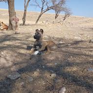 سگ 7ماهه سرابی واگزاری