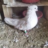 فروش دو عدد پوشتار نر کاکولی جوان سالم به علت نداشتن جفت