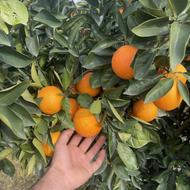 پرتغال تابستانه والنسیا.