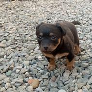 واگذاری توله سگ سوسیسی