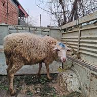 گوسفندابستن